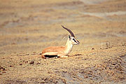 Picture 'KT1_33_07 Gazelle, Thomsons Gazelle, Tanzania, Ngorongoro'